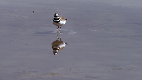 reflejo de un ciervo matador caminando en aguas poco profundas