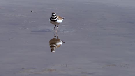 reflection of a killdeer walking in shallow water