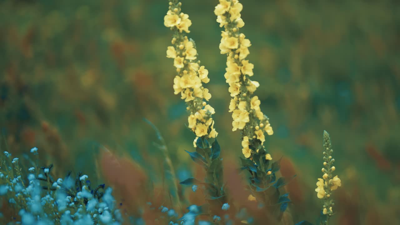 긴 줄기에서 희미한 노란색 agrimonia eupatoria 꽃