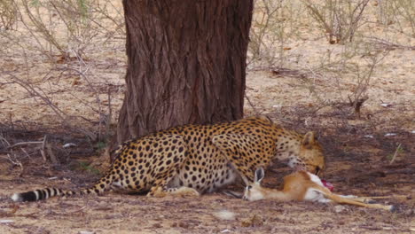 un guepardo hambriento alimentándose de un cadáver bajo el árbol en el desierto de kalahari, sudáfrica - tiro medio