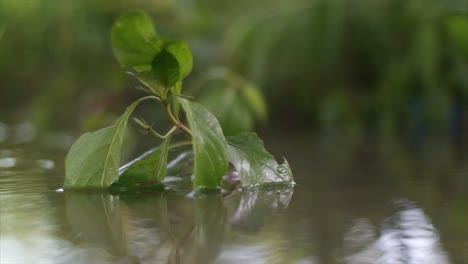 slow-motion-shot-of-plants-on-clean-and-clear-water
