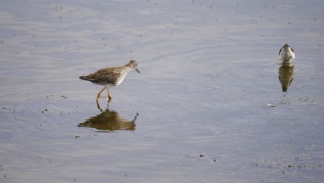 Zwei-Watvögel-Auf-Der-Suche-Nach-Kleinen-Krebstieren-Im-Seichten-Wasser,-Bruchwasserläufer