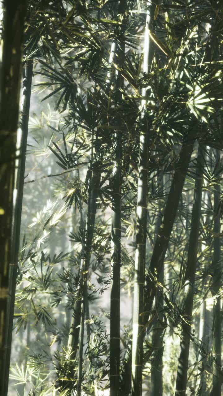 Luce solare che filtra attraverso gli alberi di bambù in un'ambientazione di foresta verde.