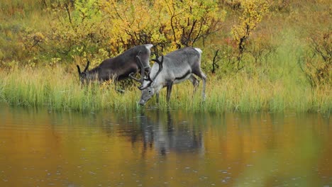 Bei-Regenwetter-Grasen-Zwei-Rentiere-Am-Ufer-Des-Flachen-Sees