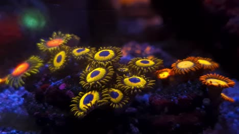 hermoso arrecife de coral decorativo en forma de flor amarilla en un acuario