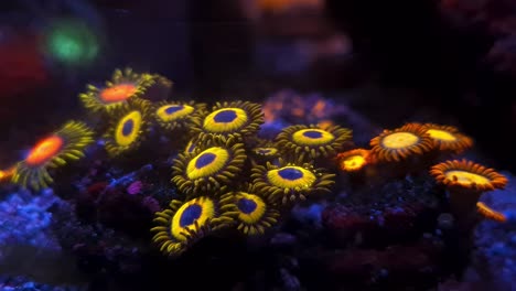 beautiful decorative yellow flower shaped coral reef in an aquarium