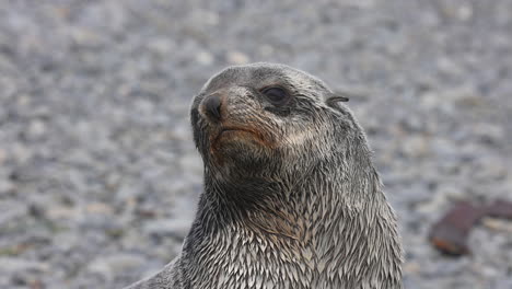 Cachorro-De-Lobo-Marino-Antártico,-Cerrar