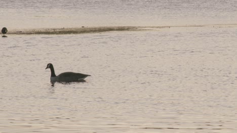 Un-Cisne-Está-Nadando-En-El-Agua