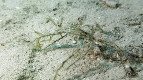 Underwater-close-up-of-a-frilly-spider-decorator-crab-camouflaging-on-ocean-floor