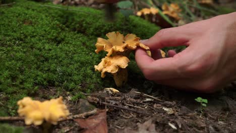 closeup of hands brushing dirt off chanterelle mushrooms in forest, static, day