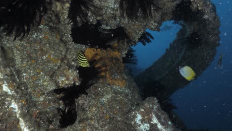 a unique scuba divers view exploring an underwater art structure created as an artificial reef