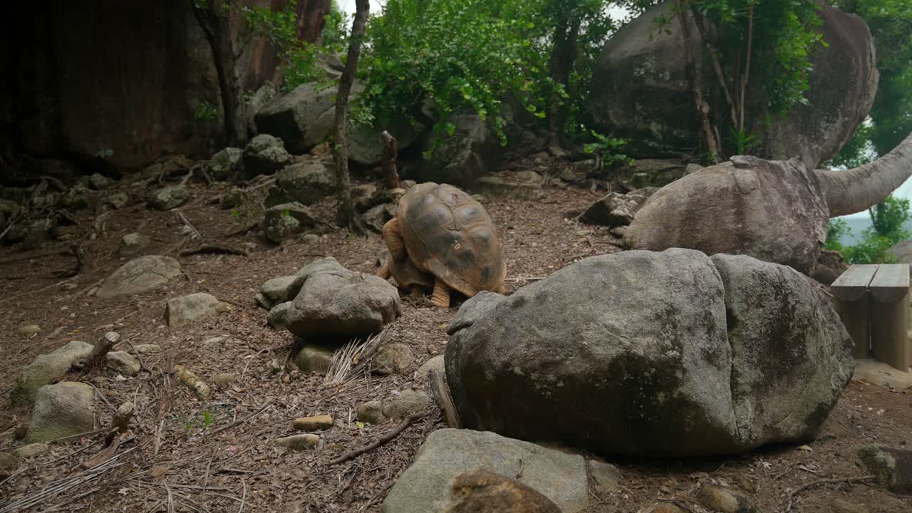 Video di un'incredibile tartaruga dall'isola Ile Moyenne, vicino all'isola di Mahe nelle Seychelles.
