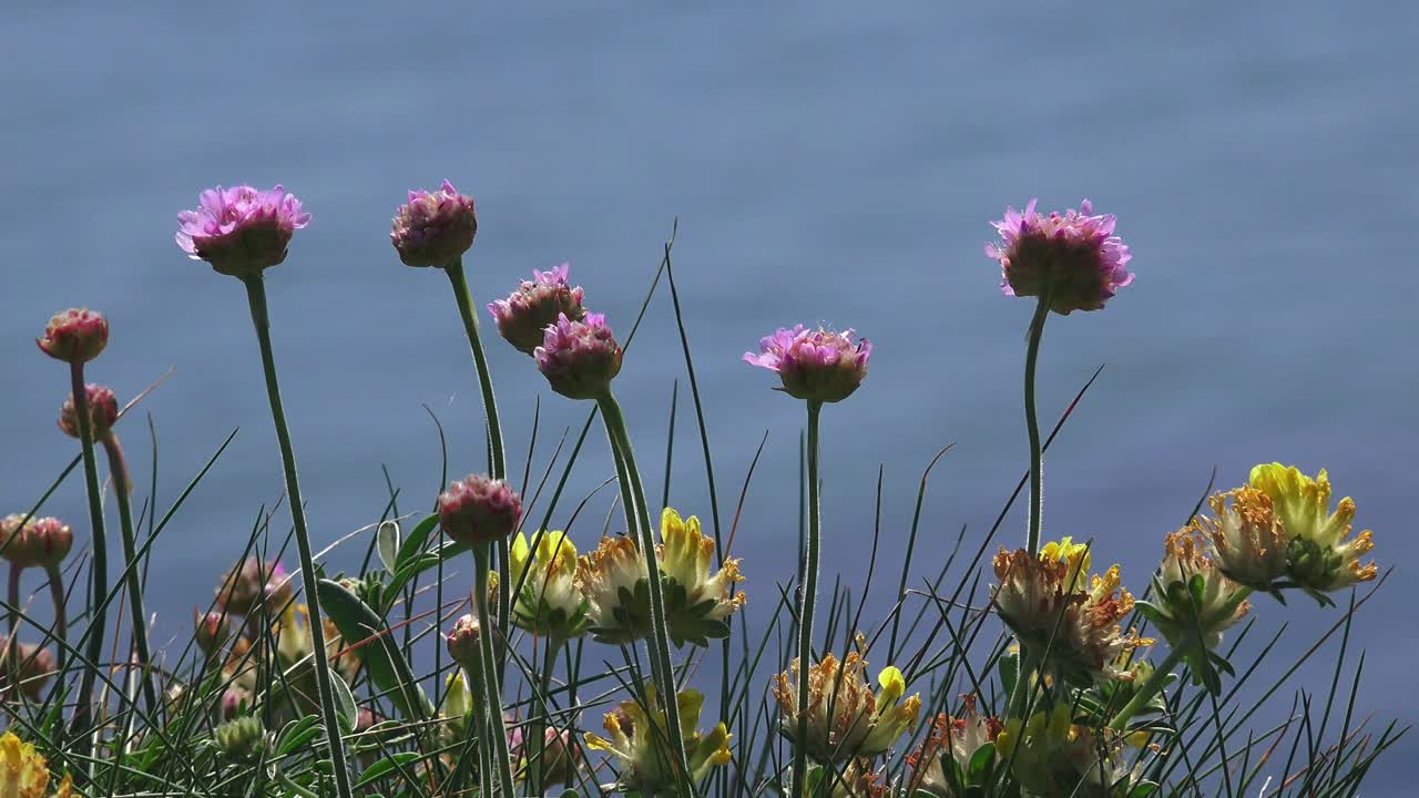 Seapinks on cliff with sea in background summer on The Copper Coast Waterford Ireland