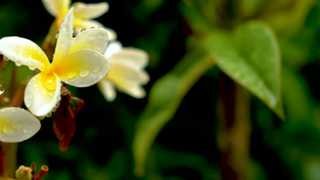 Perfect-Frangipani-flowers-with-early-morning-raindrops-on-them,-panning-shot