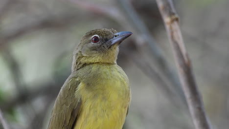 cerca de bulbul de vientre amarillo posado en el bosque