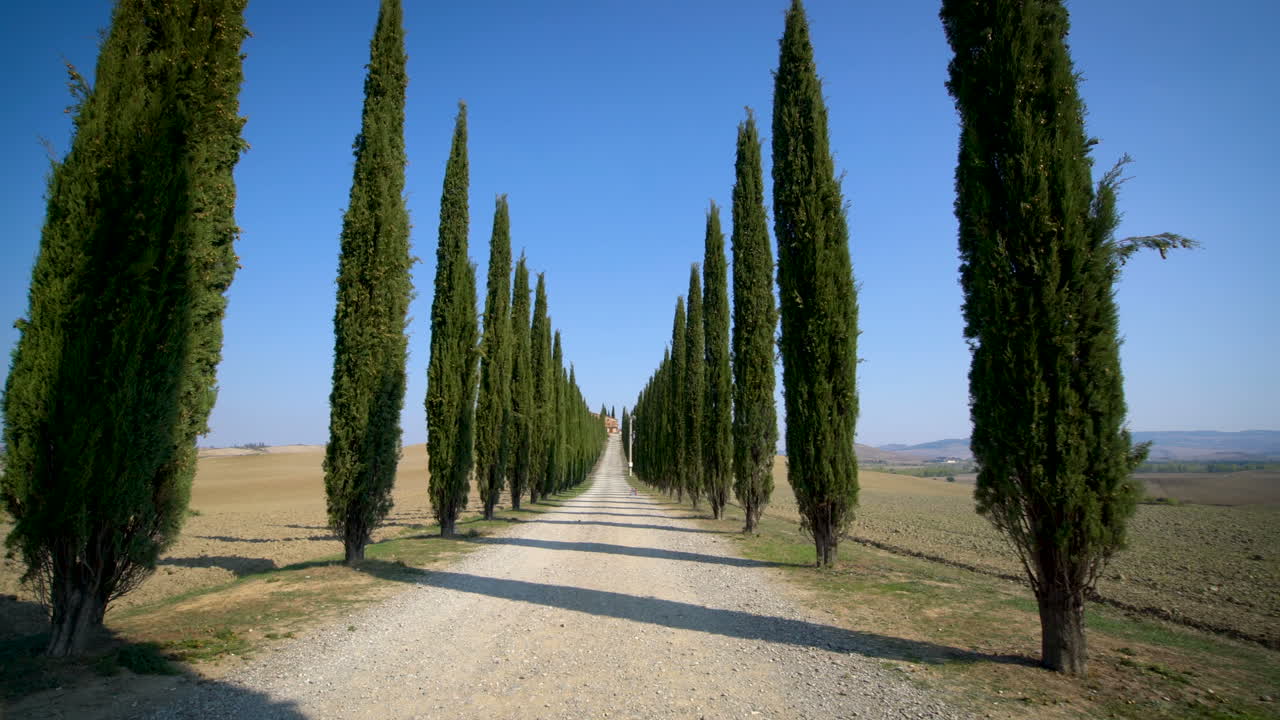 cipreses en fila a lo largo de la carretera de toscana - conductor pov