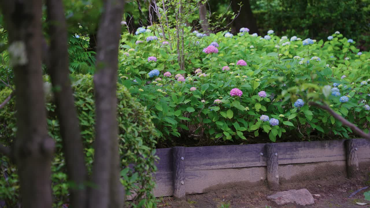Hydrangea Begin to Bloom, Beginning of Japanese Summer, Background Shot