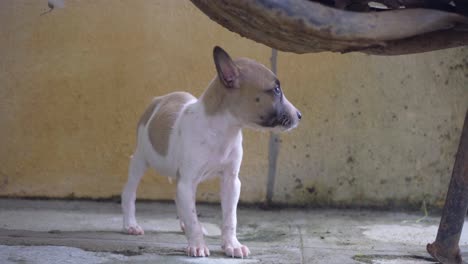 a white and brown cute puppy with his brothers