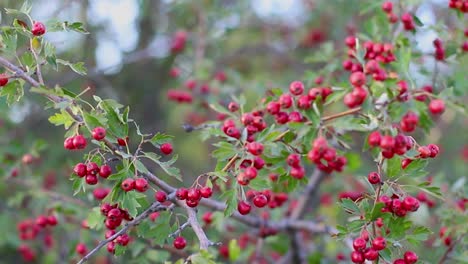 frutos rojos maduros de la planta de té silvestre