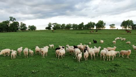 Rising-pedestal-shot,-aerial-of-flock-of-white-and-black-sheep-and-lambs-in-green-pasture-meadow,-counting-sheep,-insomnia,-fall-asleep-theme,-agribusiness,-mutton-chop