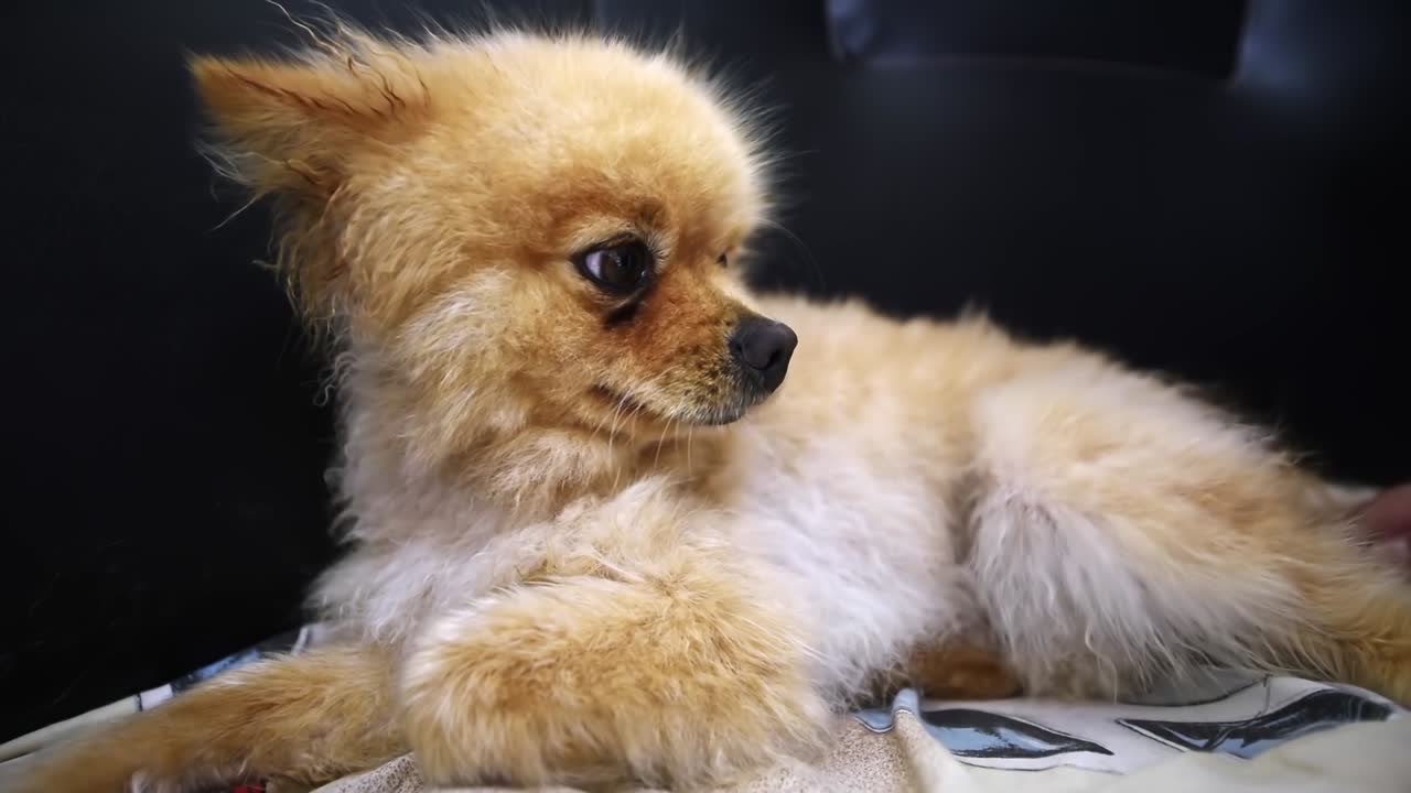 Woman's hands caressing and combing with hairbrush a small pomeranian spitz on the sofa