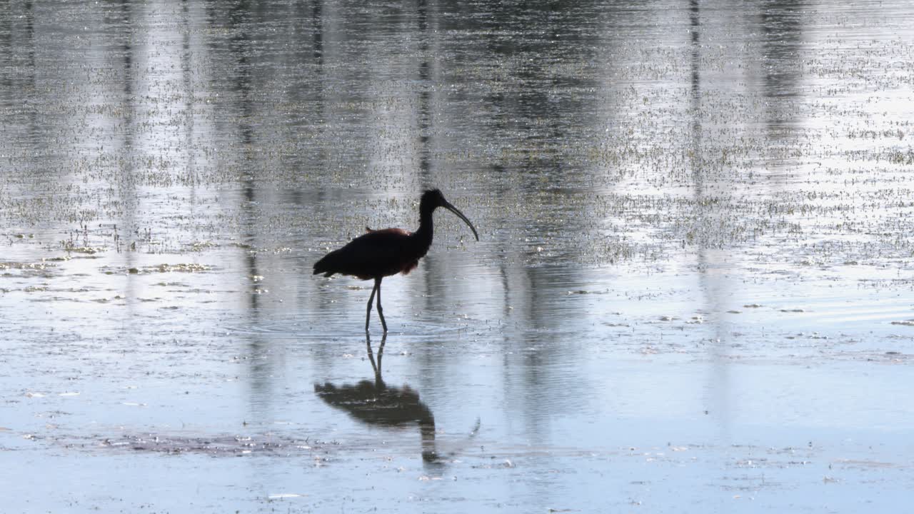 Ibis Wading and Preening in Shallow Water