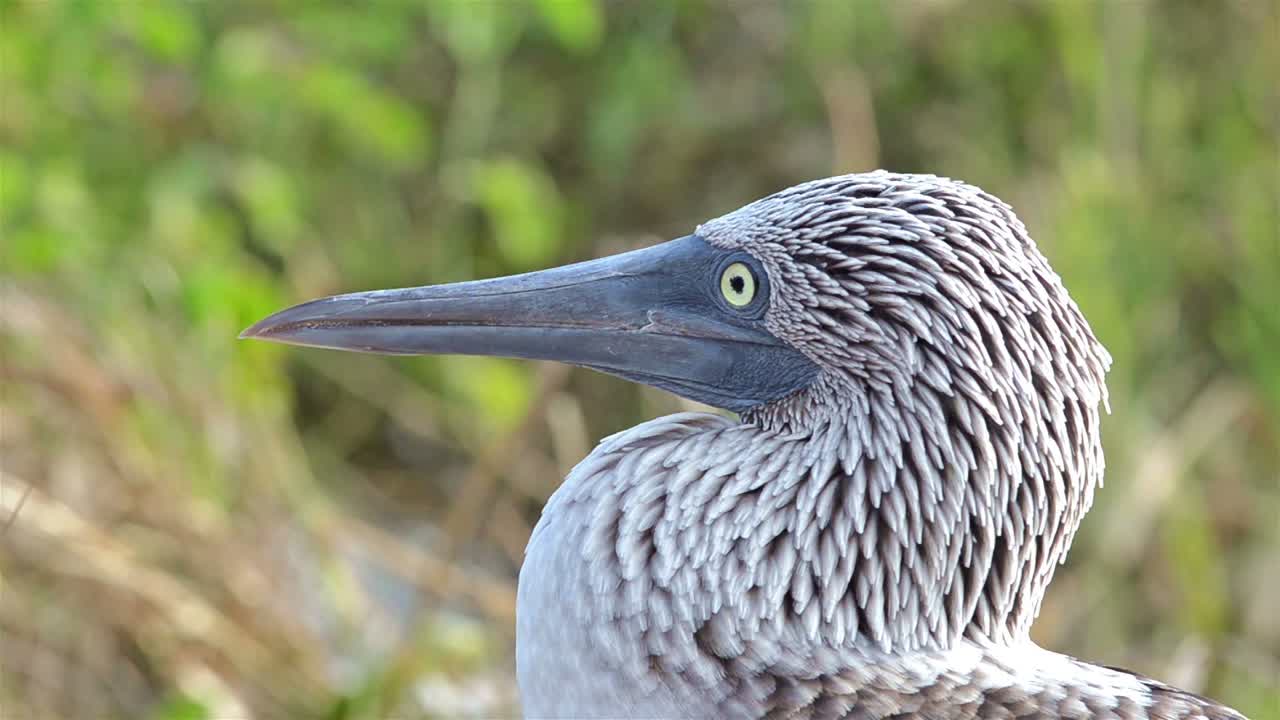 갈라파고스 제도 국립 공원과 해양 보호 구역 에콰도르의 북쪽 시모어 섬에 있는 푸른발 부비 얼굴을 닫습니다