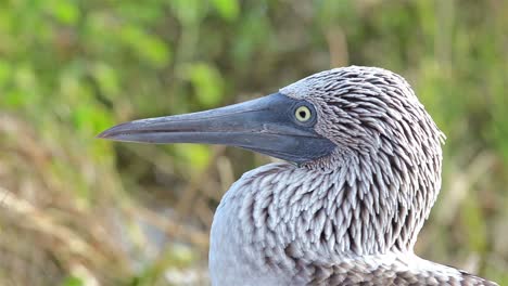 close up of a bluefooted booby face on north seymour island in the galapagos islands national park and marine reserve ecuador