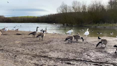 un grupo de gansos y cisnes caminando en el barro junto a un lago del parque