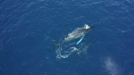 la ballena jorobada escupa en la superficie mientras el ternero juega y se sumerge, vista aérea