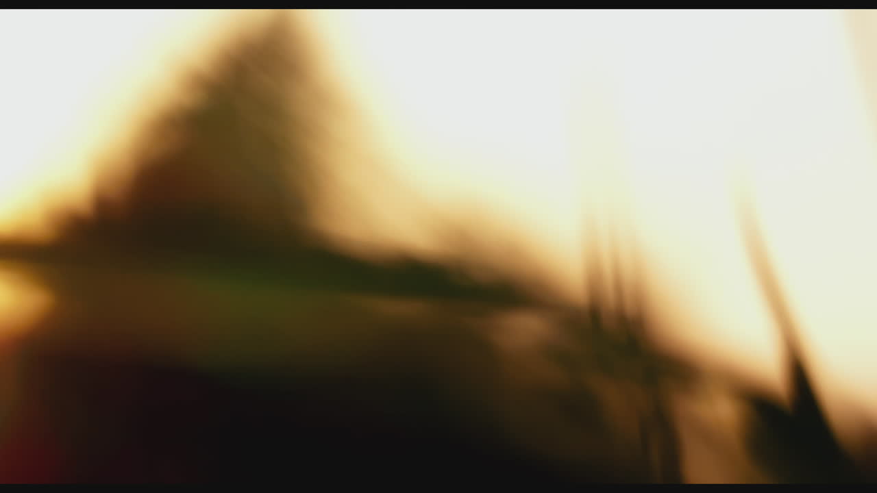 일몰 에 있는 사탕수수 의 클로즈업