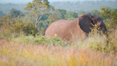 African-elephant-striding-in-tall-savannah-grass,-another-walks-behind