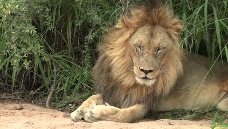 plano medio cercano de un león macho descansando pacíficamente en el monte