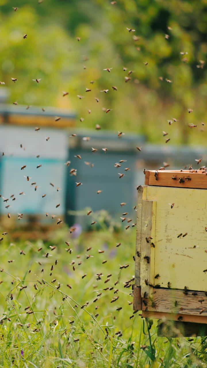 Air in the little apiary filled with numerous bees that were disturbed. Bee swarm flying around the bee farm. Blurred backdrop. Vertical video