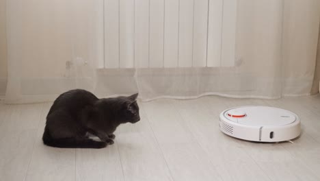 el gato negro asustado mira al robot limpiador que limpia el piso