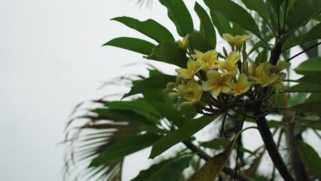 increíbles flores balinesas bajo la lluvia
