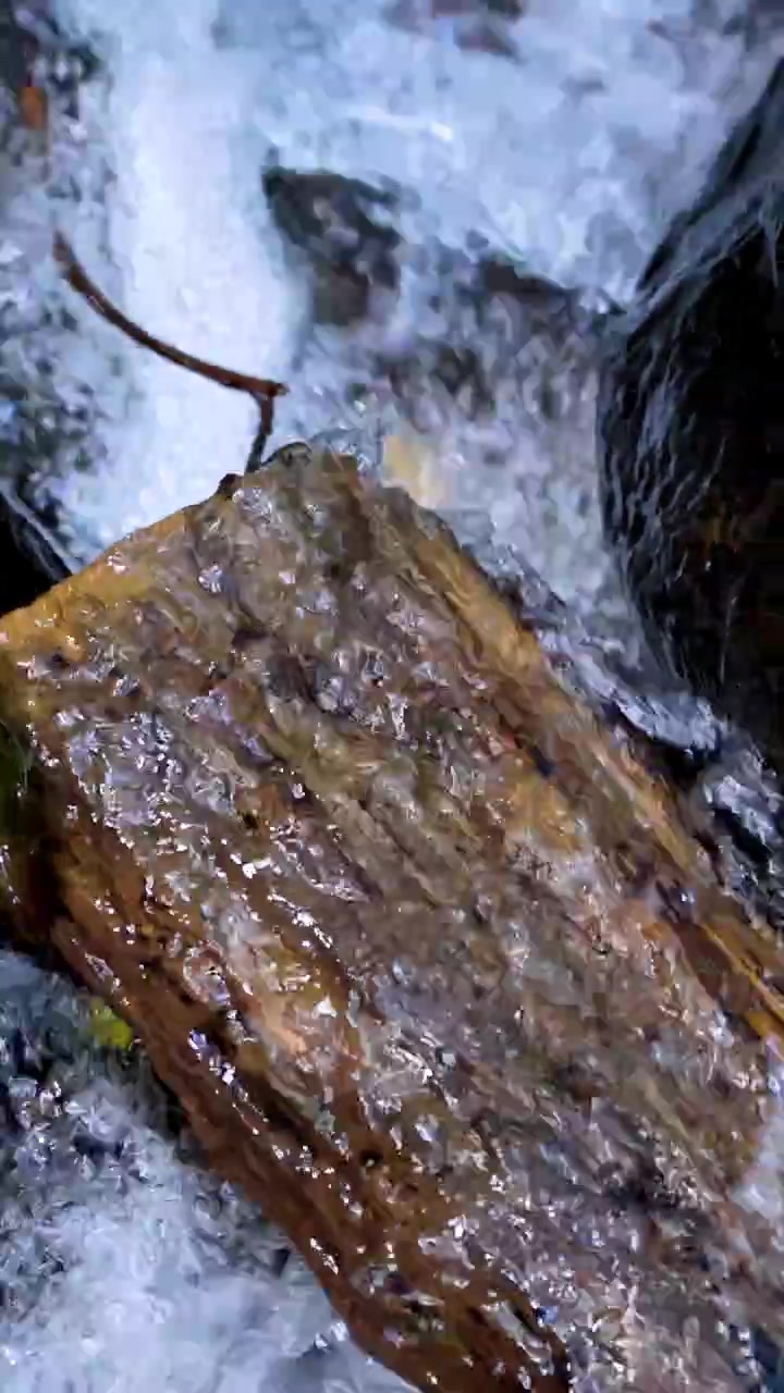 Un tronco bagnato si muove lentamente attraverso un ruscello poco profondo e impetuoso, sopra rocce e foglie in una foresta, ripreso con luce naturale e prospettiva ravvicinata