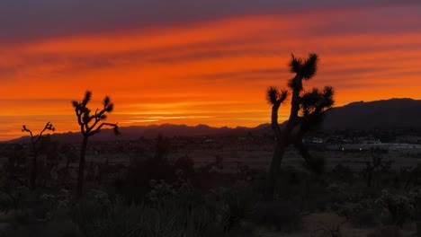 high desert of yucca valley, california during early sunrise with bright orange and red colors and joshua tree silhouettes static shot