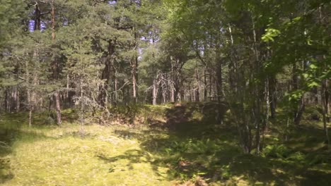 Driving-with-car-passed-a-beautiful-sandy-forest-in-summer-sun