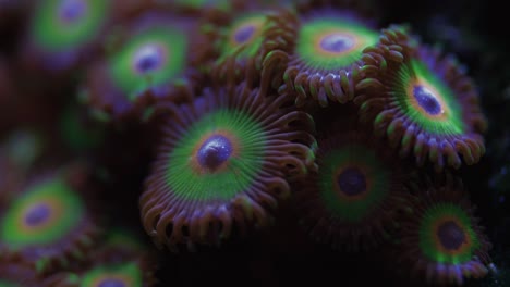 Primer-Plano-Del-Fragmento-Zoanthid-En-El-Acuario-De-Agua-Salada