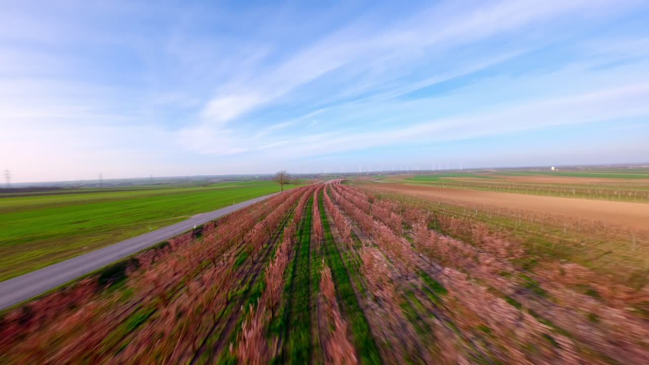 vuelo sobre campos rurales de huerto de albaricoques con flores rosadas en flor