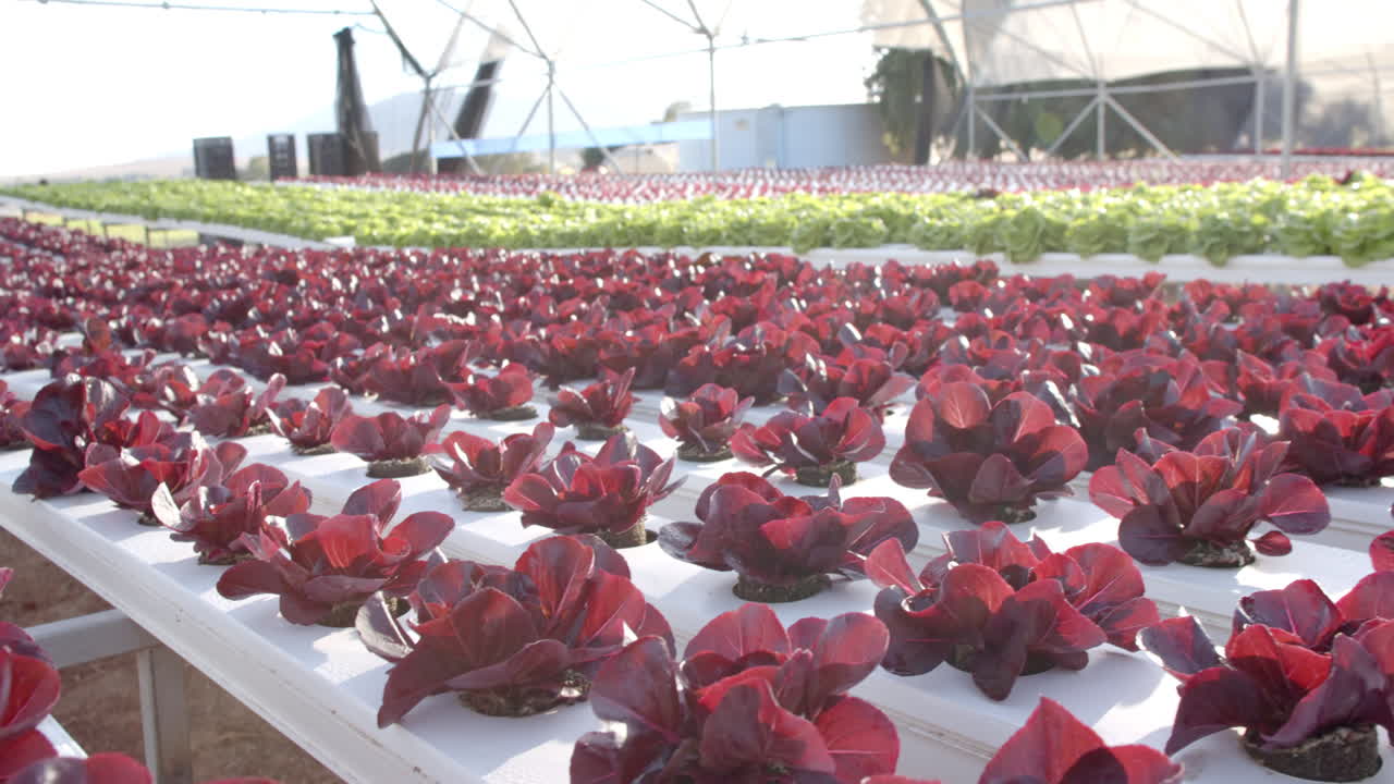 Hydroponic farm growing red and green lettuce in greenhouse environment, copy space