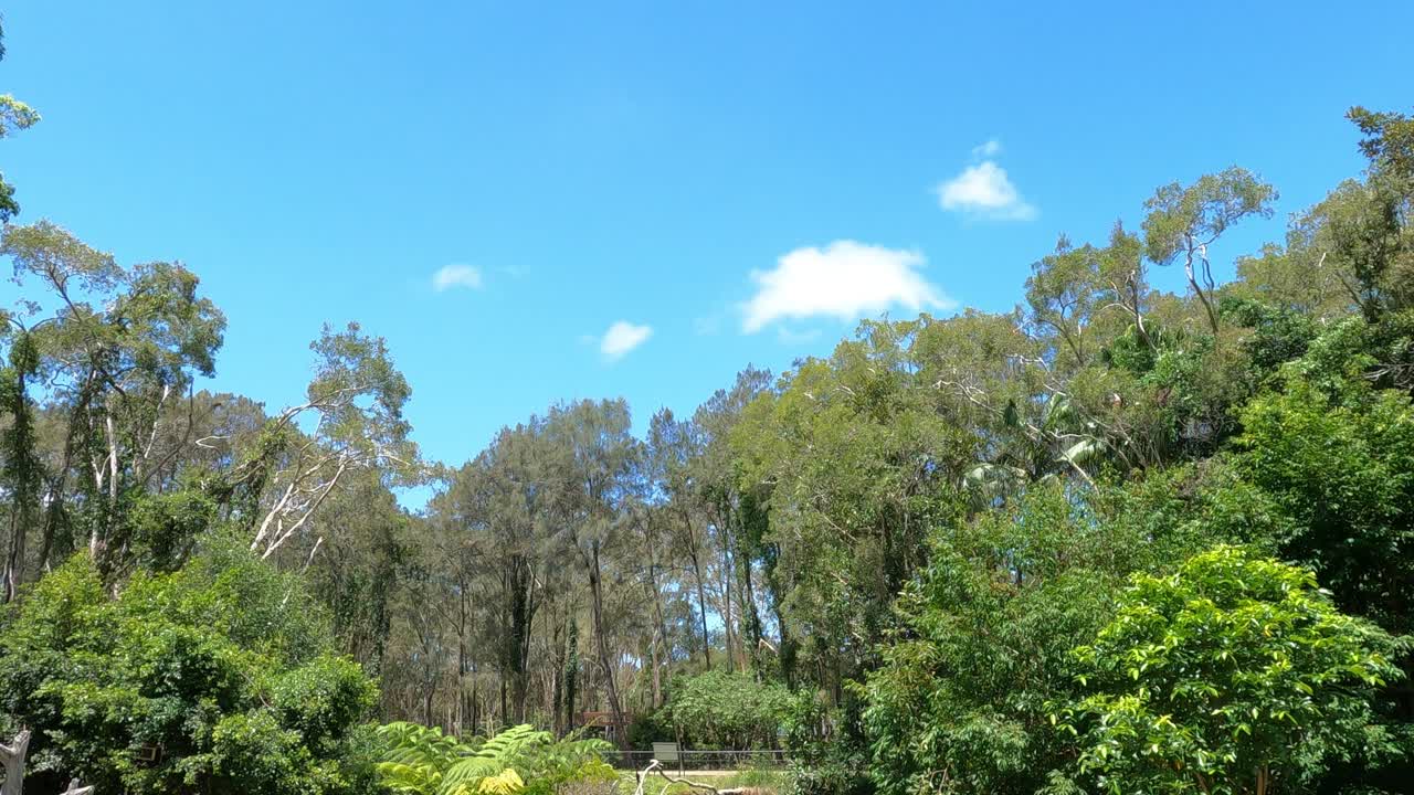 조용한 숲 위로 이동하는 구름의 타임스