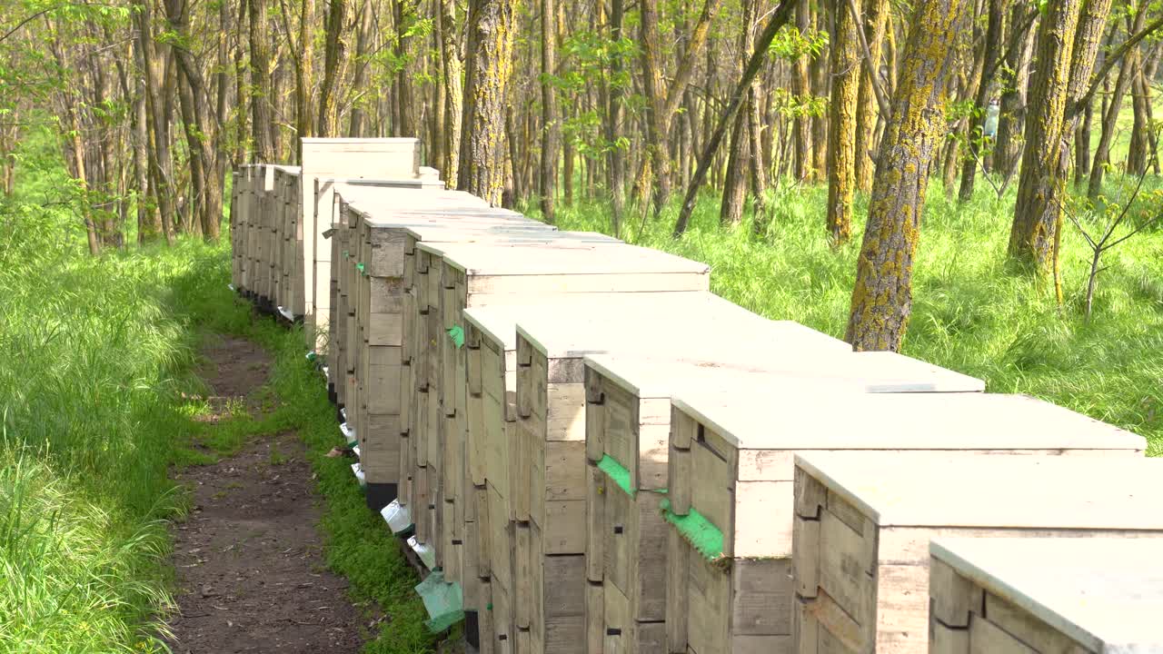 Wide shot of white beehives with bees in the forest collecting canola and acacia honey during the day, outdoor