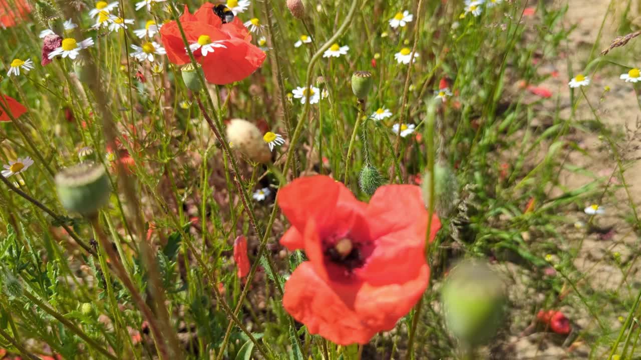 Poppies and buzzing bumblebees: harmony of nature