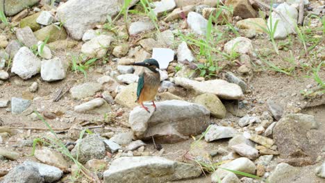 Wildes-Eisvogelweibchen,-Das-Vom-Barsch-Am-Steinigen-Strand-Abhebt