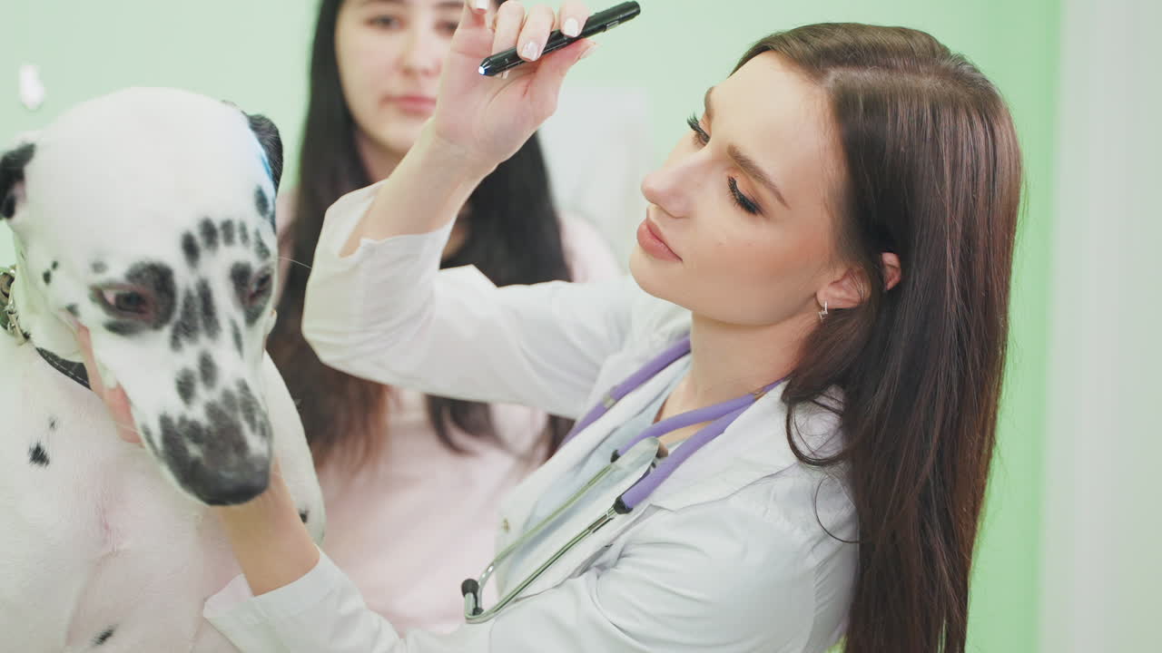 다르마티아 개의 수의학적 검사