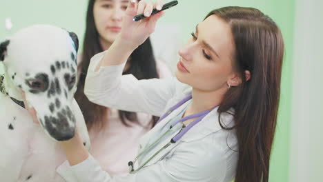 examen veterinario de un perro dalmático