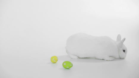 conejo blanco con huevos de pascua rodando alrededor