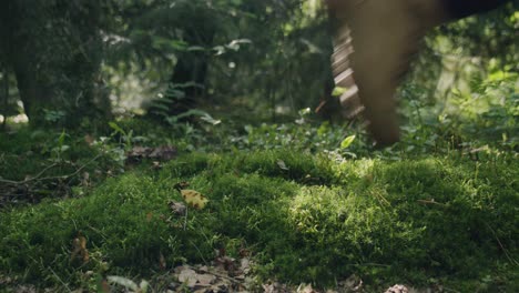 boot-stepping-on-moss-bed-forest-floor-footprint-climate